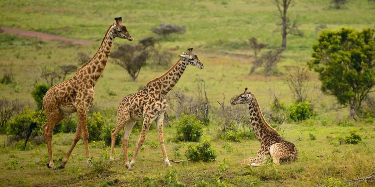 6-days-midrange-lodge-safari-going-to-lake-manyara-serengeti-national-park-and-ngorongoro-crater-and-tarangire-national-par6 6-days-midrange-lodge-safari-going-to-lake-manyara-serengeti-national-park-and-ngorongoro-crater-and-tarangire-national-par6
