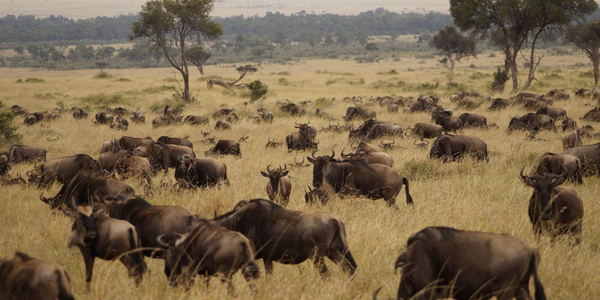10-days-masai-mara-and-gorillas4 10-days-masai-mara-and-gorillas4