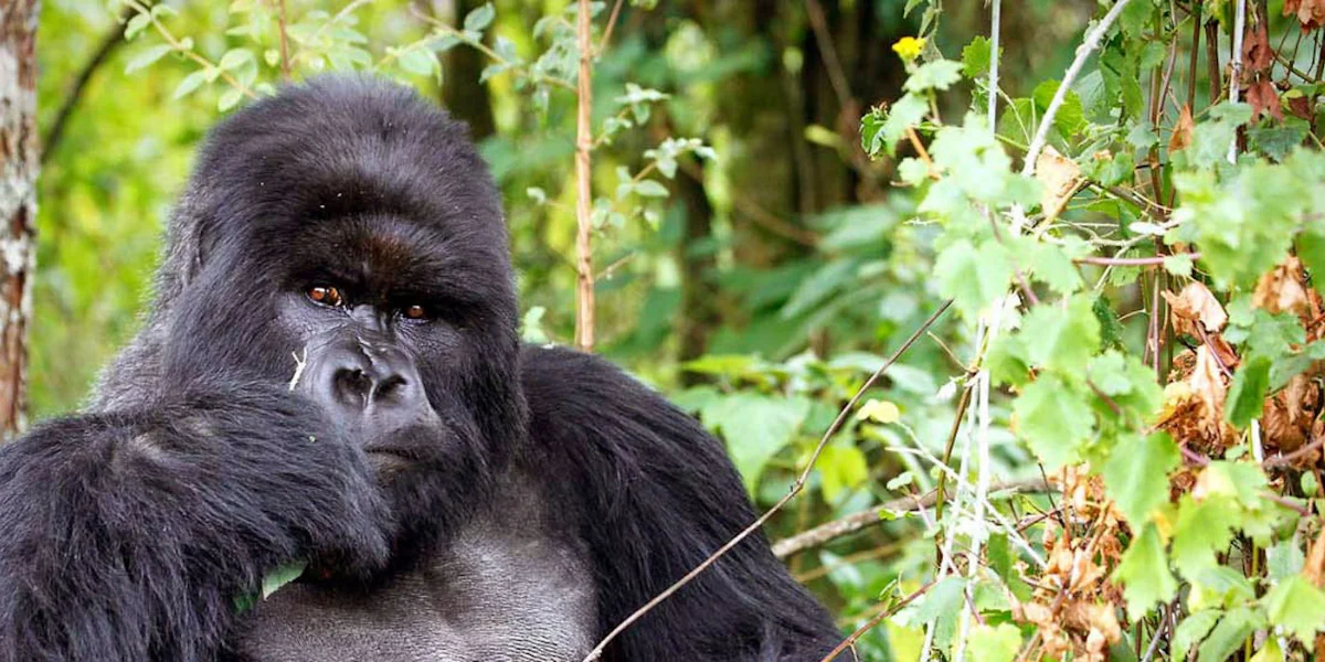 10-days-masai-mara-and-gorillas8 10-days-masai-mara-and-gorillas8