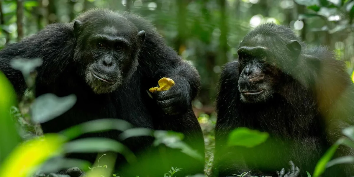 14-days-uganda-nature-safari6 14-days-uganda-nature-safari6