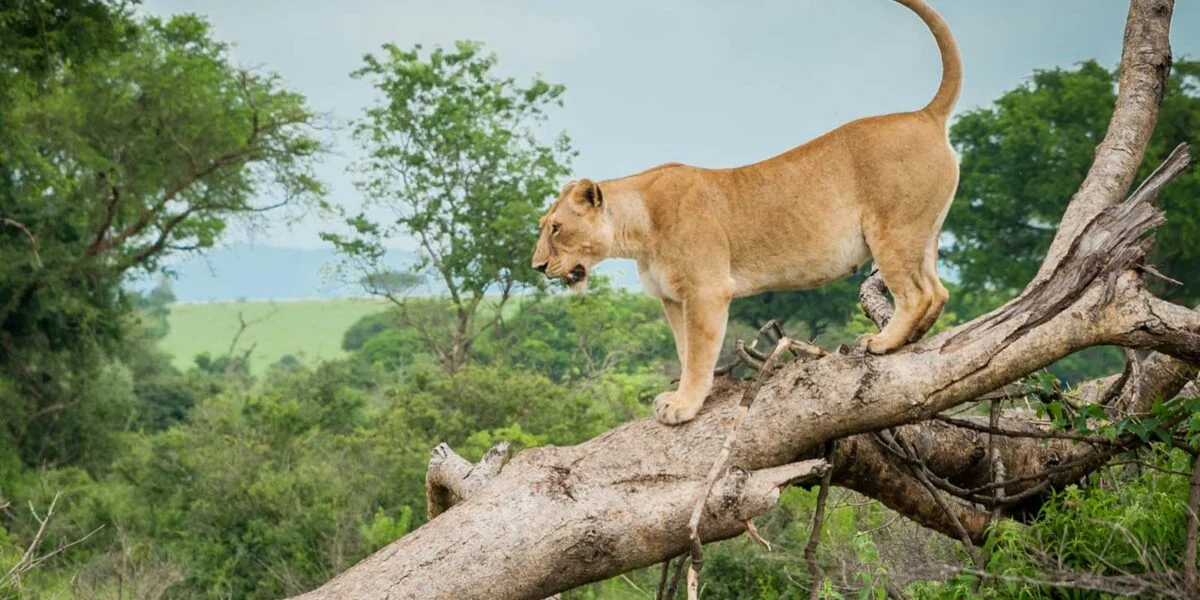14-days-uganda-nature-safari8 14-days-uganda-nature-safari8