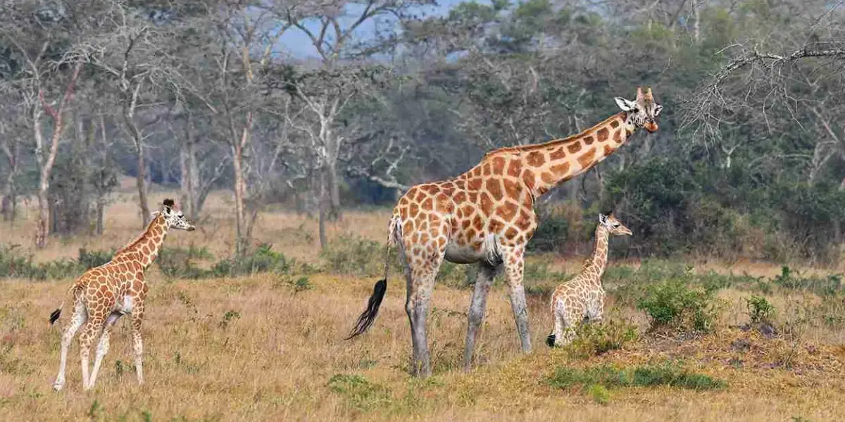 17-days-uganda-classic-luxury-safari-2 17-days-uganda-classic-luxury-safari-2