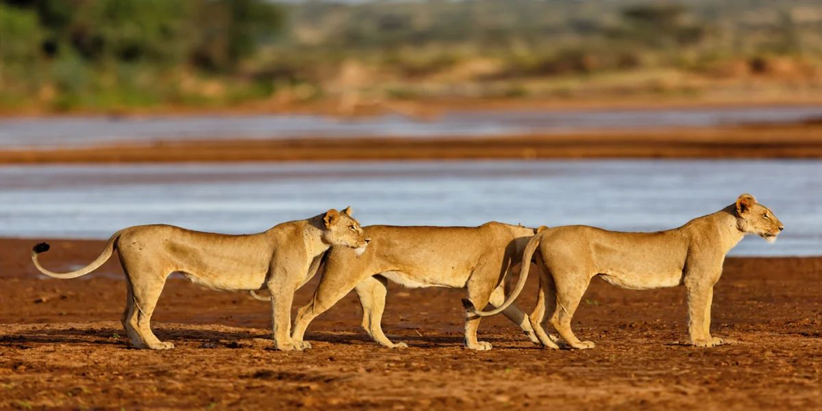 7-Days-Luxury-Kenya-Wildlife-Safari4 7-Days-Luxury-Kenya-Wildlife-Safari4