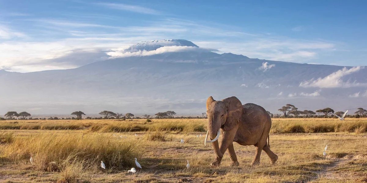 7-days-amboseli-and-mara-highlights2 7-days-amboseli-and-mara-highlights2