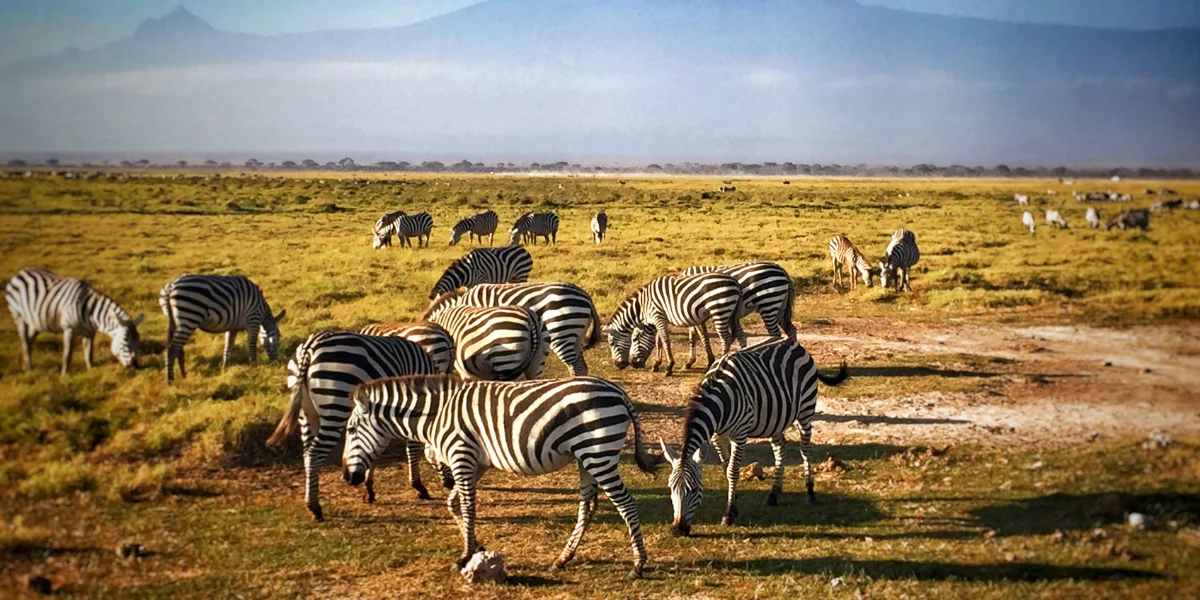 7-days-amboseli-and-mara-highlights4 7-days-amboseli-and-mara-highlights4