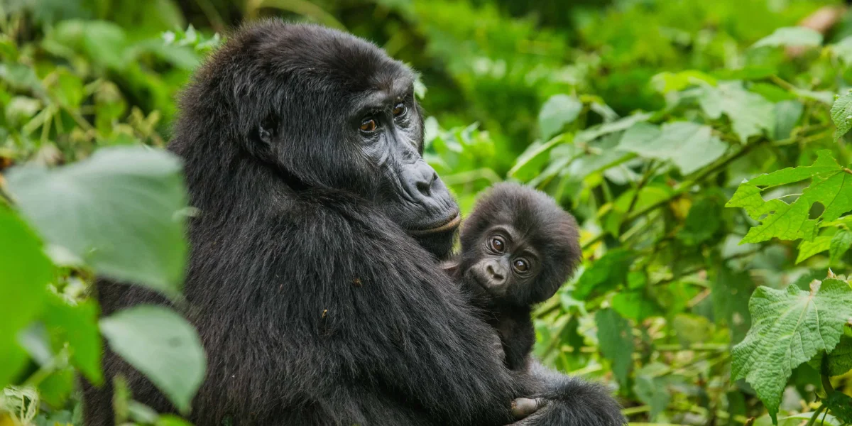 7-days-uganda-classic-gorilla-safari3 7-days-uganda-classic-gorilla-safari3
