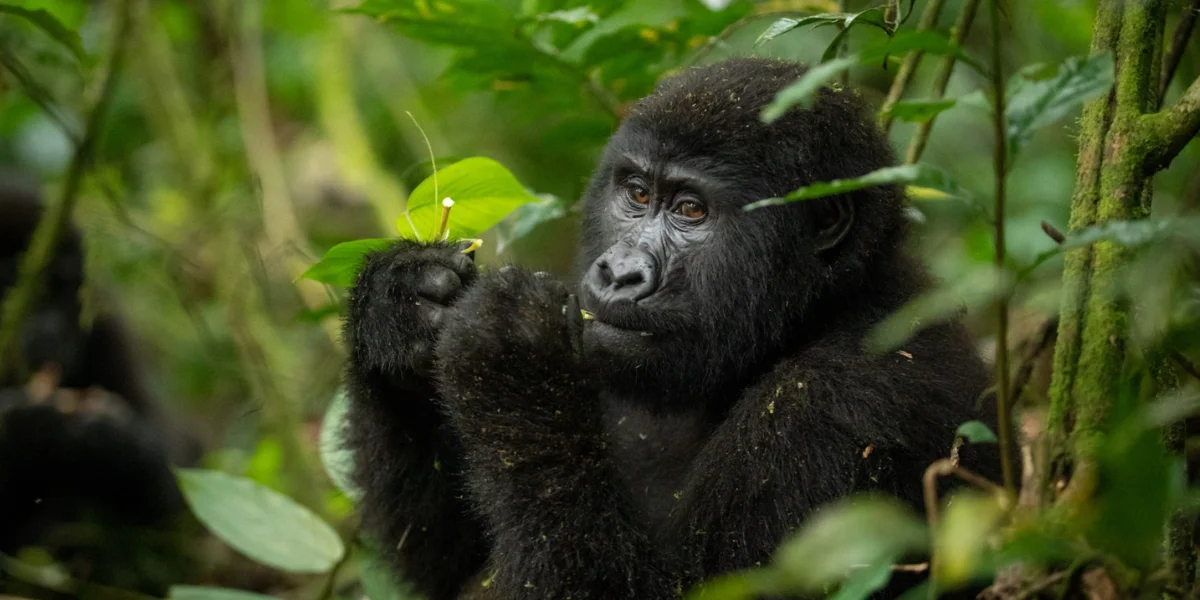 7-days-uganda-classic-gorilla-safari6 7-days-uganda-classic-gorilla-safari6