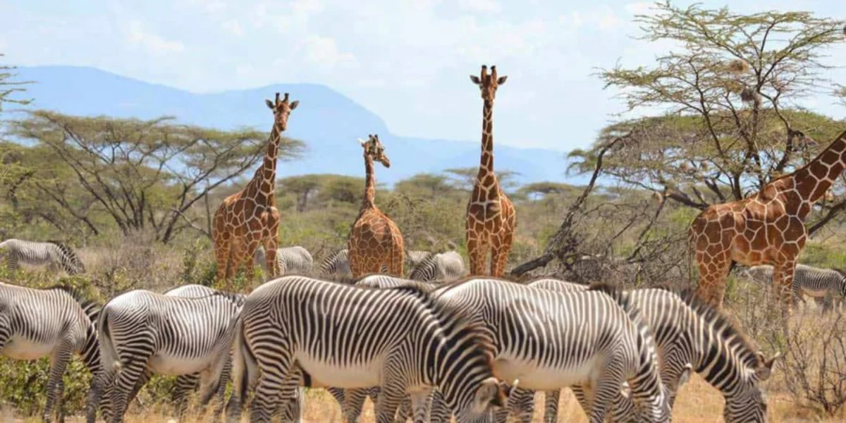 9-days-kenya-best-of-the-special-five-safari3 9-days-kenya-best-of-the-special-five-safari3
