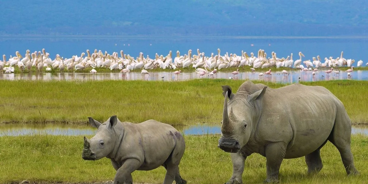 9-days-kenya-best-of-the-special-five-safari5 9-days-kenya-best-of-the-special-five-safari5