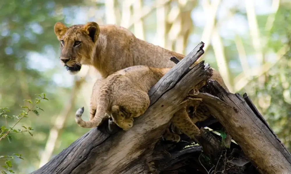 lake-nakuru-national-park-4 lake-nakuru-national-park-4