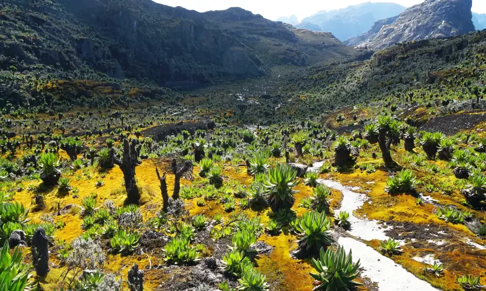 mount-rwenzori-4 mount-rwenzori-4