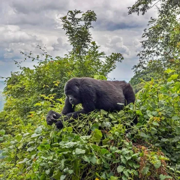 rwanda-safari-faqs