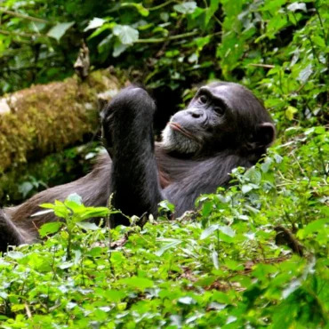 uganda-safari-faqs