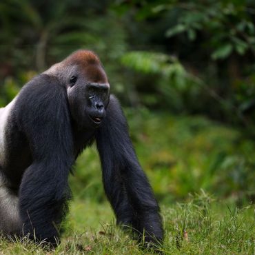 western_lowland_gorilla_140295899